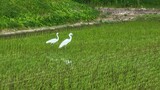 田んぼのシラサギ