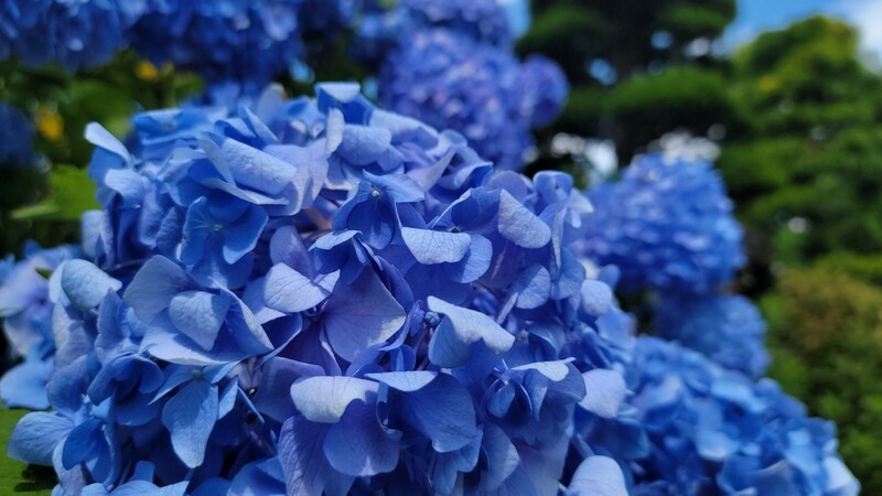 梅雨の花