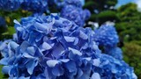 梅雨の花