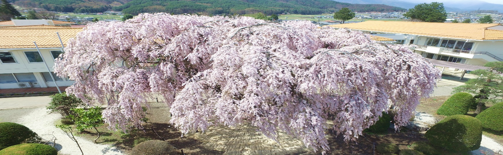 桜.png