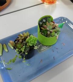 多肉講座②IMG_20241130_103609~2.jpg