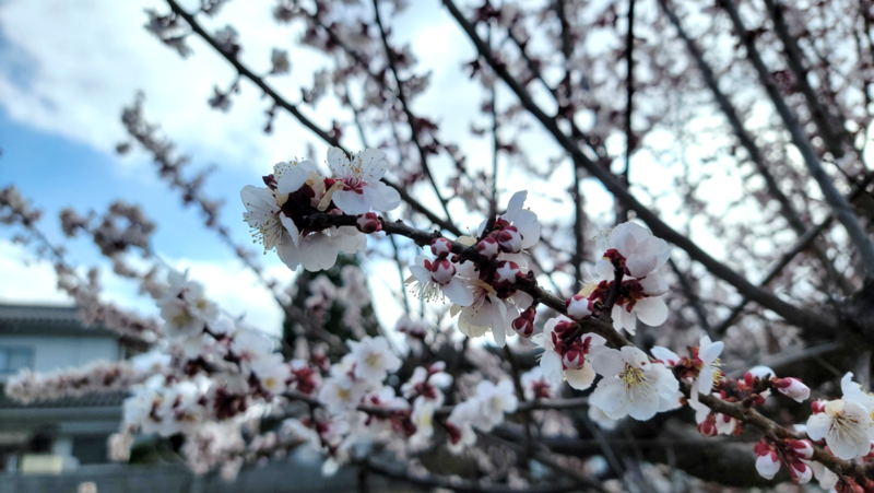 梅の開花、春の訪れ