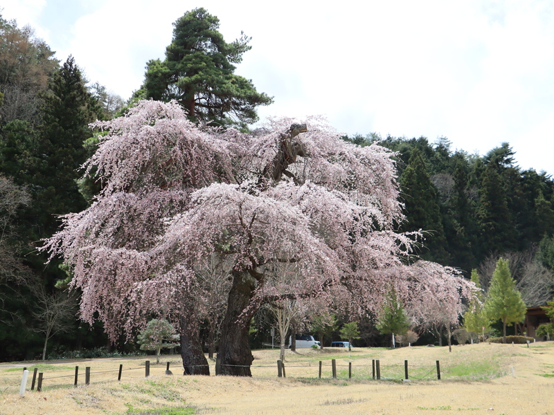 なろう原公園、桜の開花