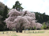 なろう原公園、桜の開花