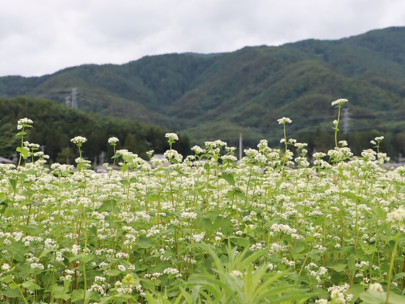 夏そばの花、初夏の訪れ