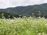 夏そばの花、初夏の訪れ