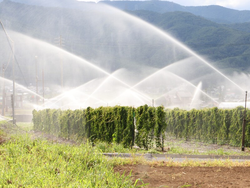 スプリンクラーの散水