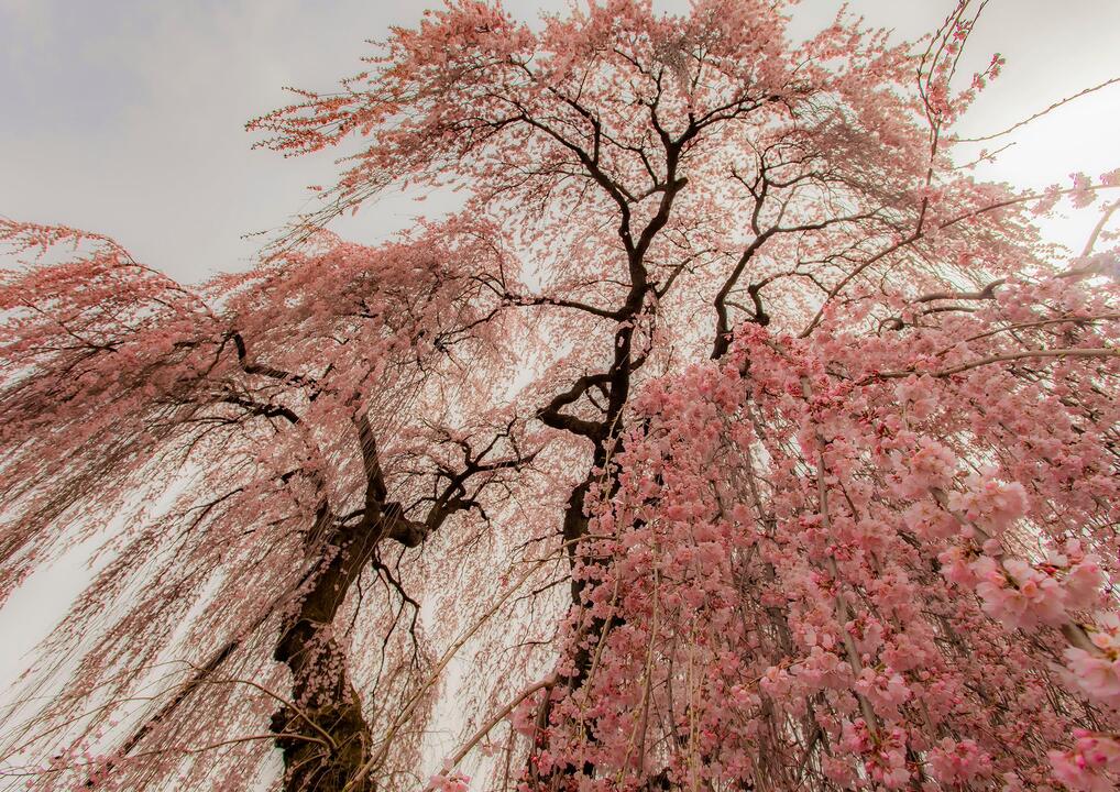 2020年3位作品_桜花の滝