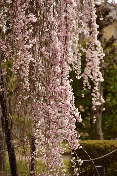 2020年7位作品_曇天の枝垂れ桜