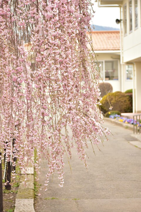 2020年7位作品_曇天の枝垂れ桜Ⅲ