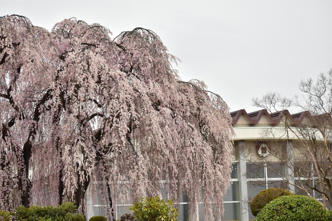 2020年7位作品_曇天の枝垂れ桜Ⅳ