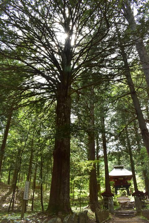 2020年7位作品_初夏の天然記念物「アララギの巨木」