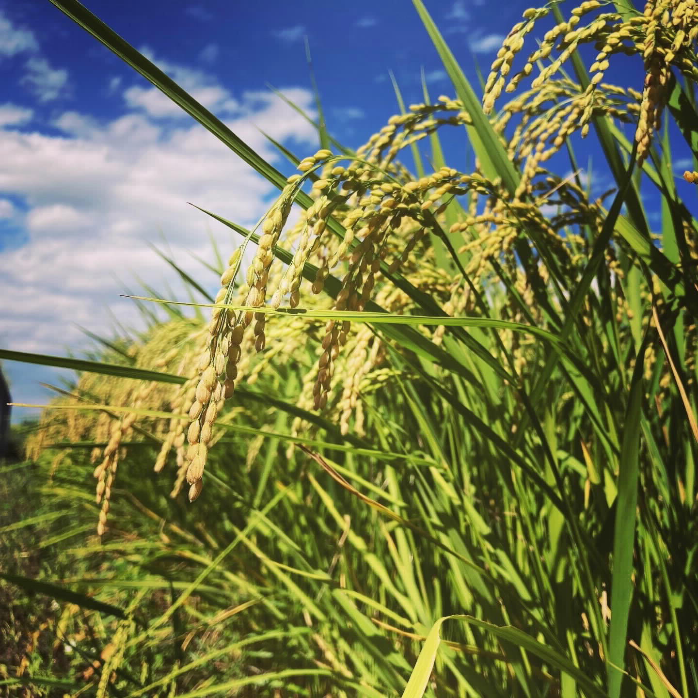 稲穂 長野県山形村