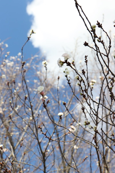 秋桜