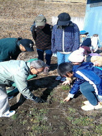 野草摘み